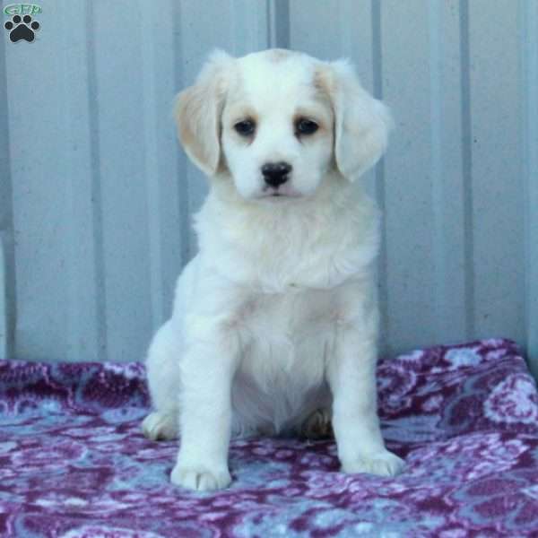 Tucker, Cocker Spaniel Mix Puppy