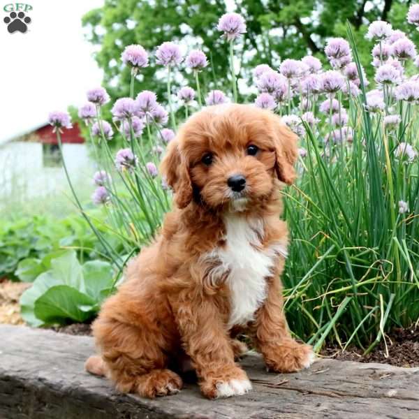 Tucker, Cavapoo Puppy