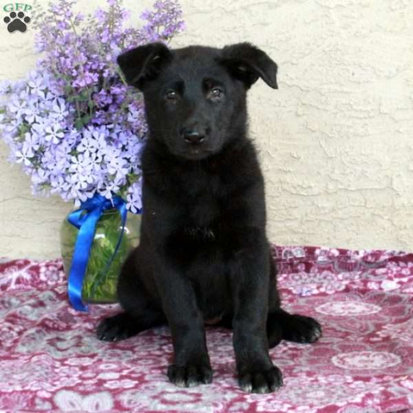 Tulip, German Shepherd Puppy