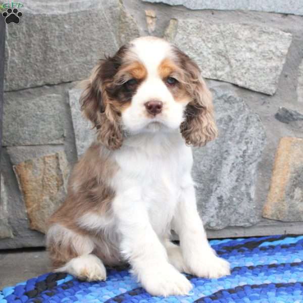 Twila, Cocker Spaniel Puppy