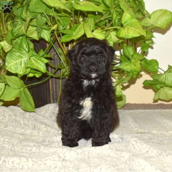 Twilight, Mini Aussiedoodle Puppy