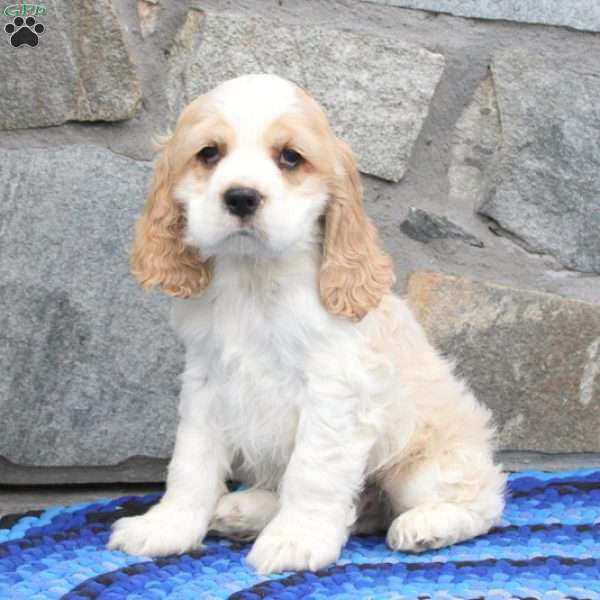 Tyler, Cocker Spaniel Puppy