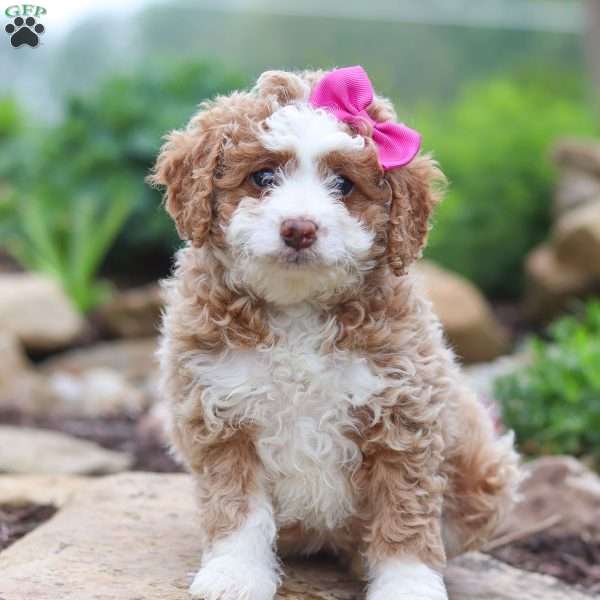 Una, Mini Aussiedoodle Puppy