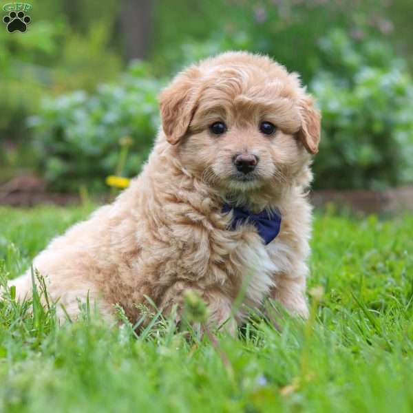 Uriah, Mini Aussiedoodle Puppy