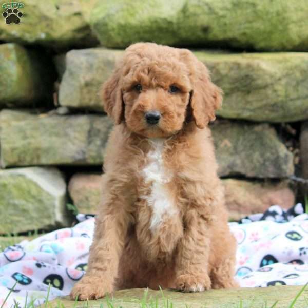 Valerie, Goldendoodle Puppy