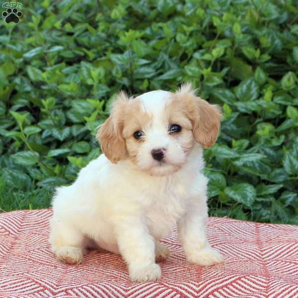 Vance, Cavachon Puppy