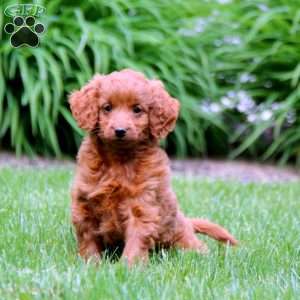 Vanessa-F1B, Mini Goldendoodle Puppy