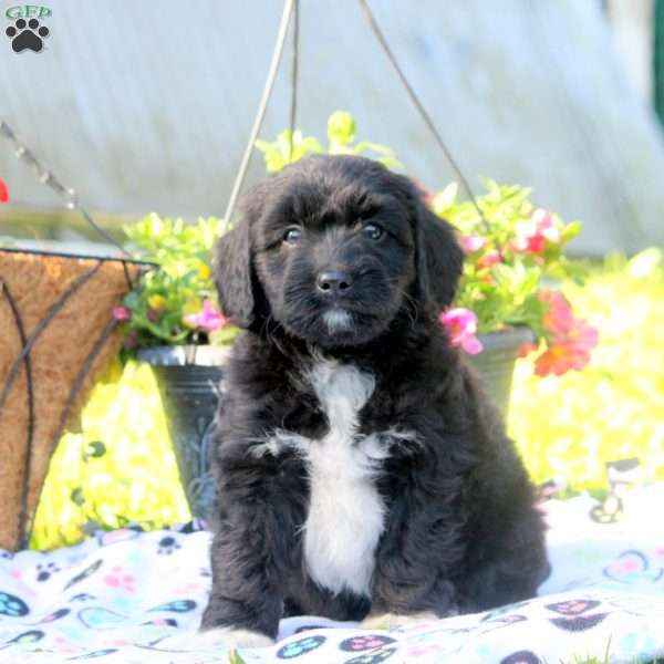 Vaughn, American Eskimo Mix Puppy