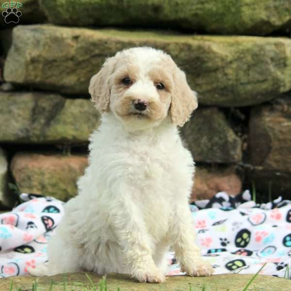 Vera, Goldendoodle Puppy