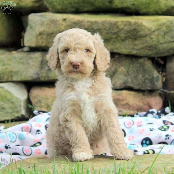 Veronica, Goldendoodle Puppy