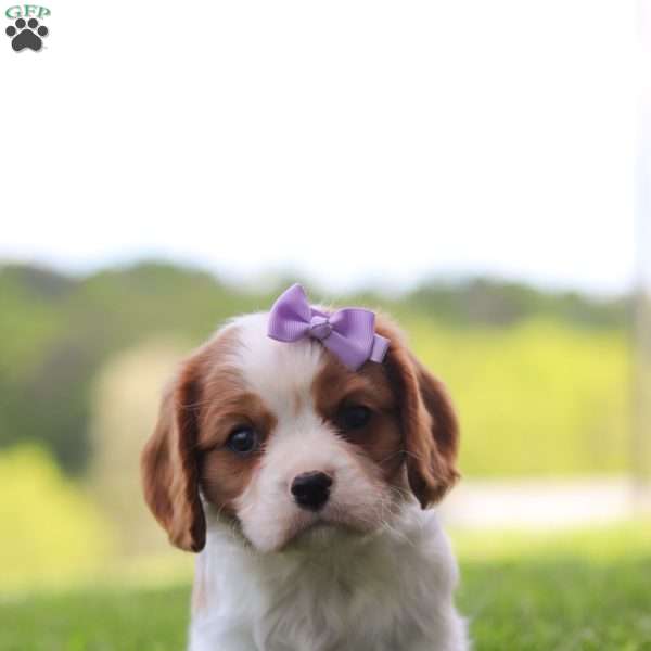 Vicky, Cavalier King Charles Spaniel Puppy