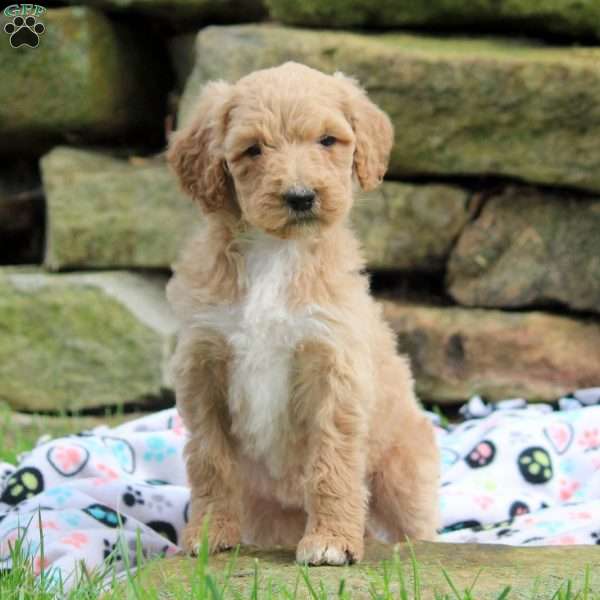 Vicky, Goldendoodle Puppy