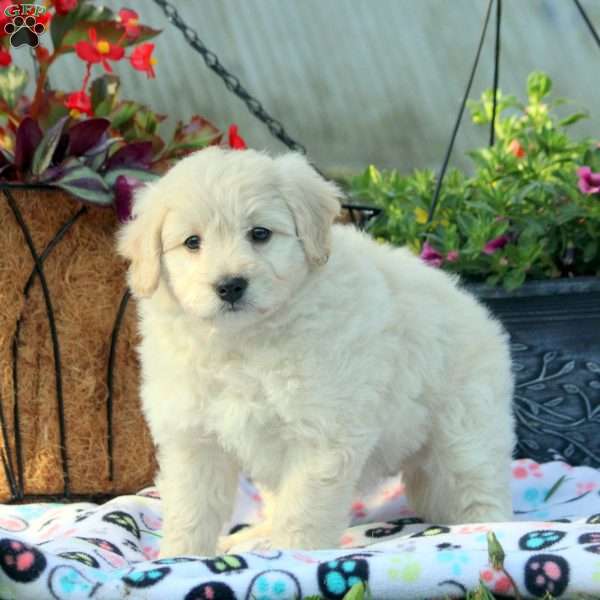 Victor, American Eskimo Mix Puppy