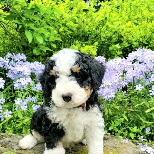 Benji, Mini Bernedoodle Puppy