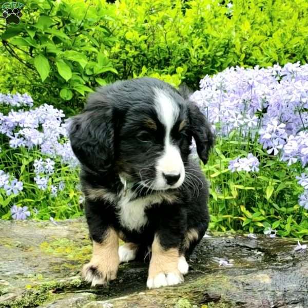 Baxter, Mini Bernedoodle Puppy