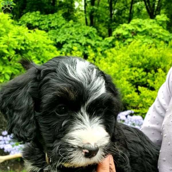 Bryson, Mini Bernedoodle Puppy