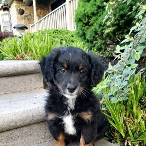 Brody, Mini Bernedoodle Puppy