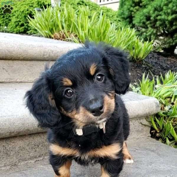 Brenda, Mini Bernedoodle Puppy