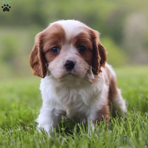 Vince, Cavalier King Charles Spaniel Puppy