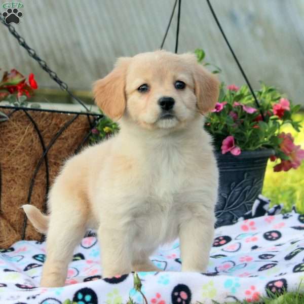 Violet, American Eskimo Mix Puppy