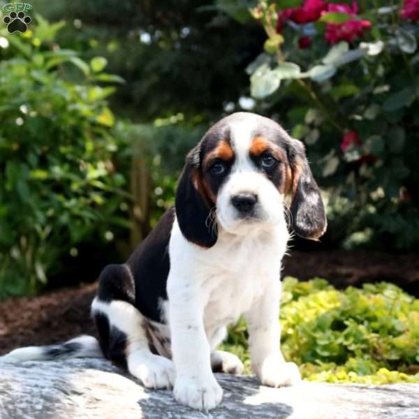 Violet, Beaglier Puppy