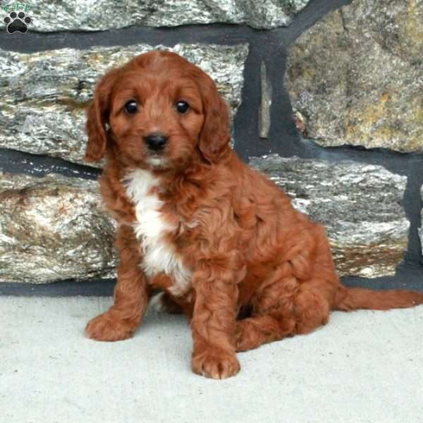 Wanda, Cavapoo Puppy