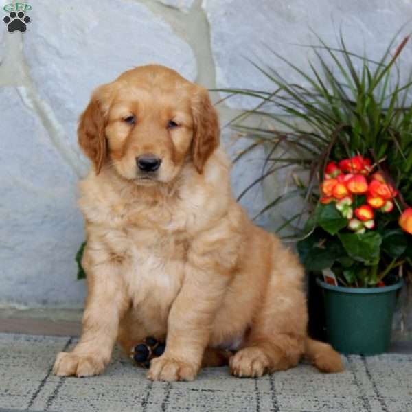 Wanda, Golden Retriever Puppy
