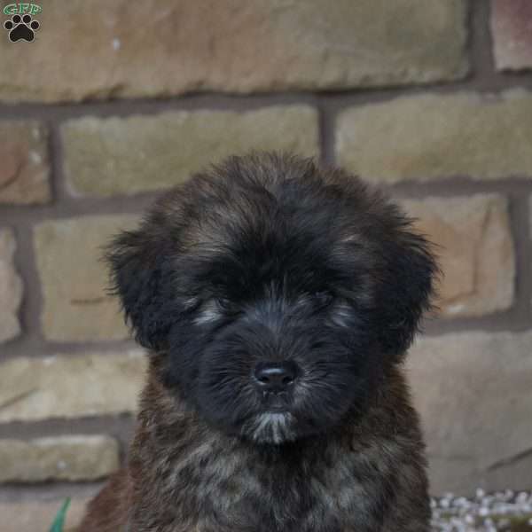 Wendy, Soft Coated Wheaten Terrier Puppy