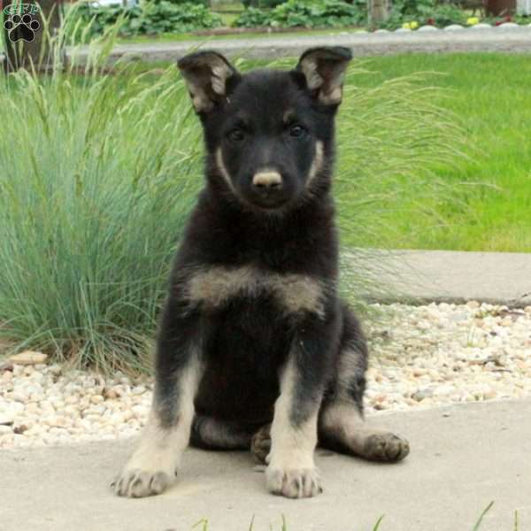Wes, German Shepherd Puppy