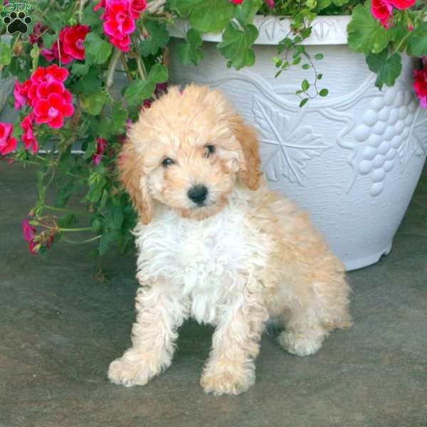 Wesley, Miniature Poodle Puppy