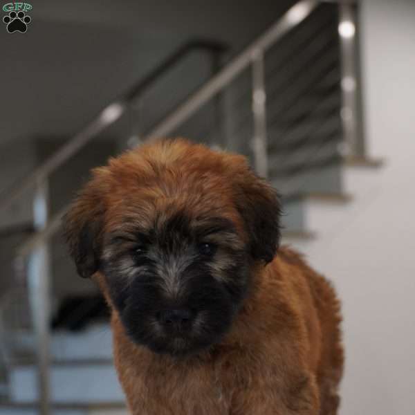 Wiggles, Soft Coated Wheaten Terrier Puppy