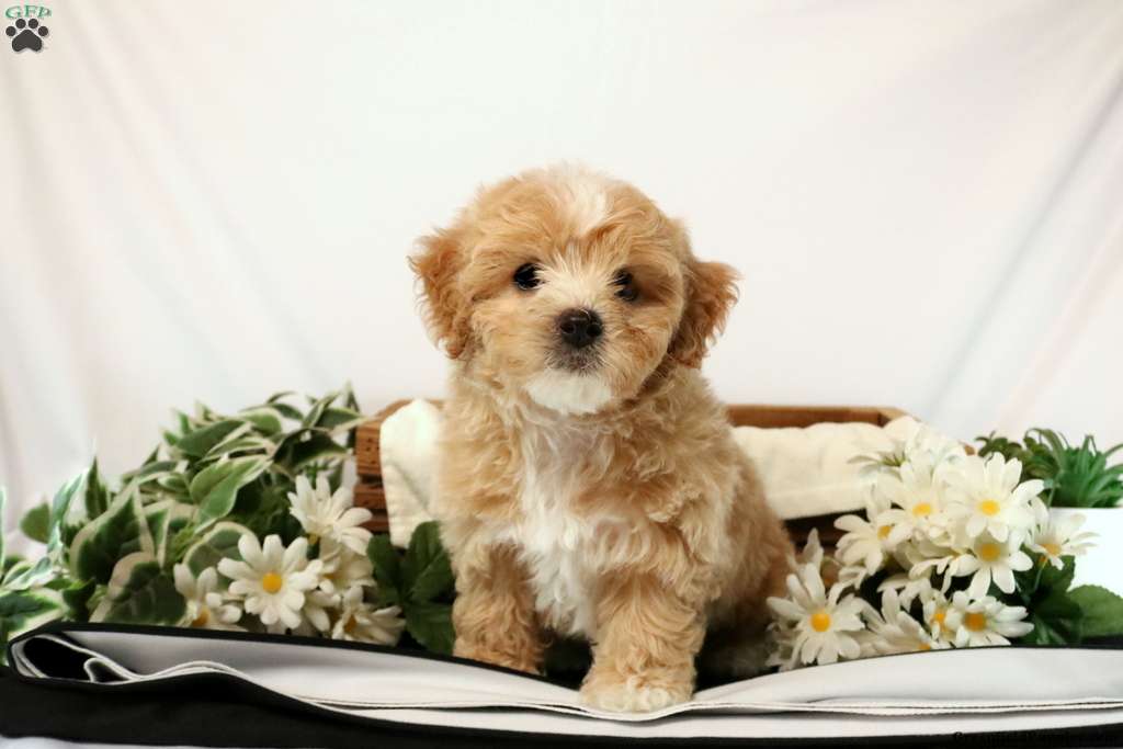 William - Maltipoo Puppy For Sale in Pennsylvania