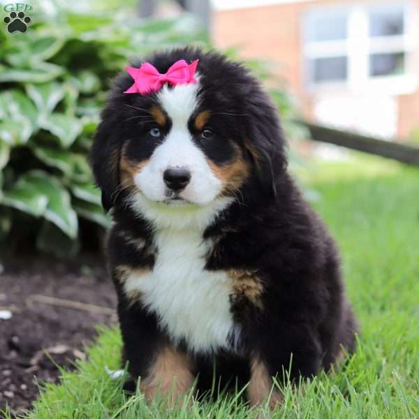 Willow, Bernese Mountain Dog Puppy