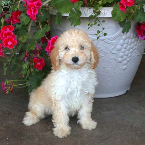 Willow, Miniature Poodle Puppy