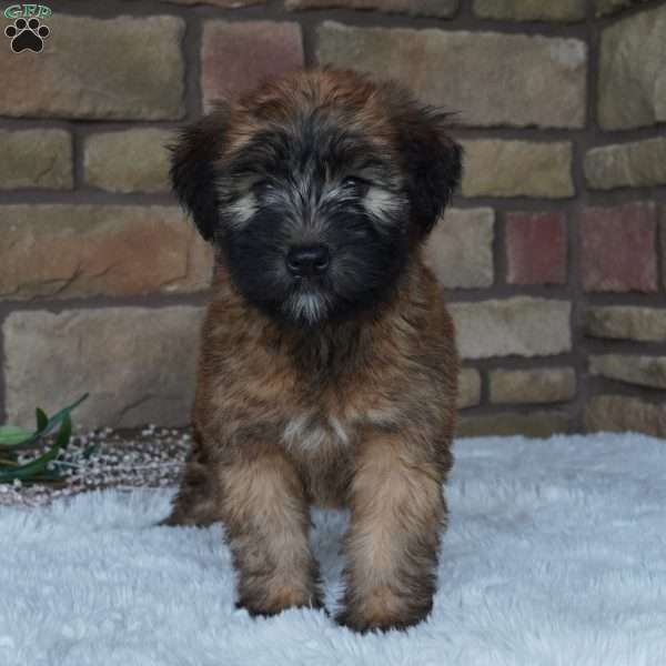 Willow, Soft Coated Wheaten Terrier Puppy