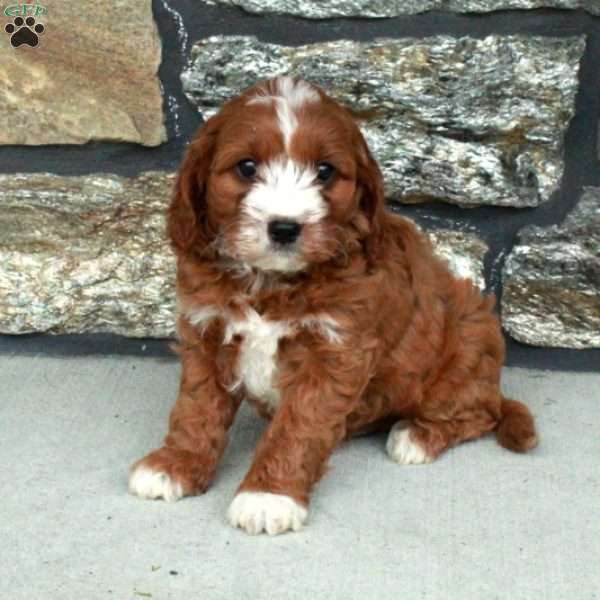 Willy, Cavapoo Puppy