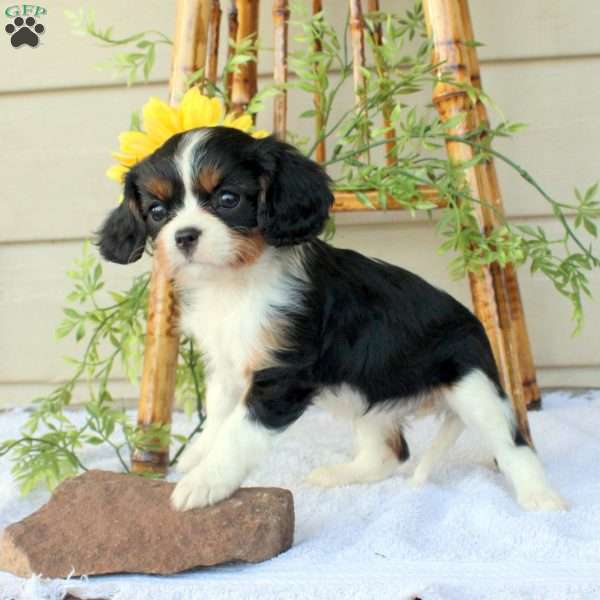 Wilma, Cavalier King Charles Spaniel Puppy