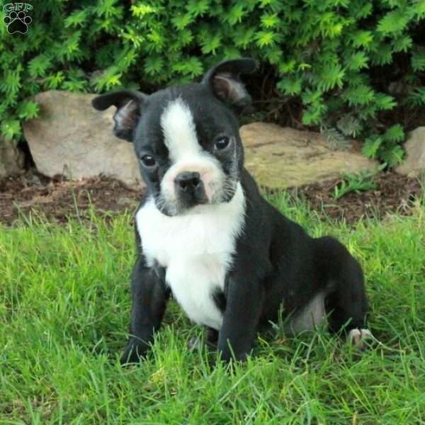 Wilson, Boston Terrier Puppy