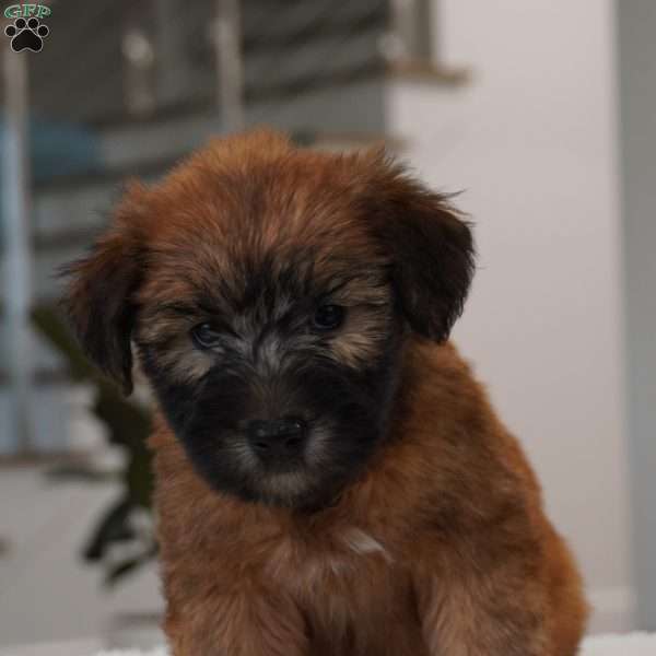 Winki, Soft Coated Wheaten Terrier Puppy