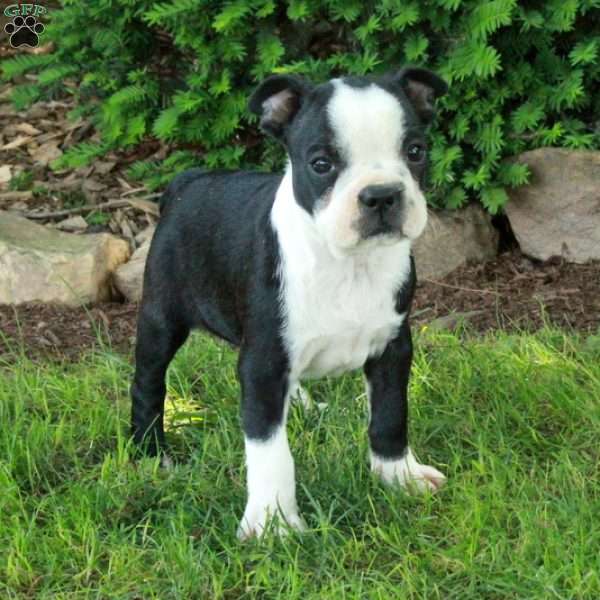 Winnie, Boston Terrier Puppy