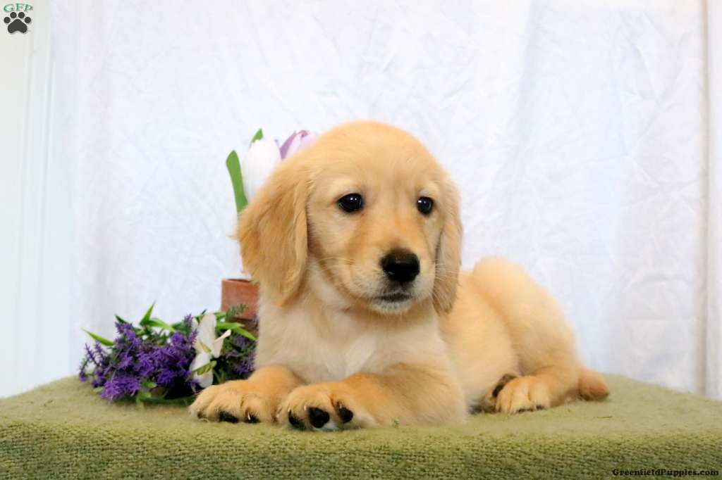 Winona Golden Retriever Puppy For Sale in Pennsylvania