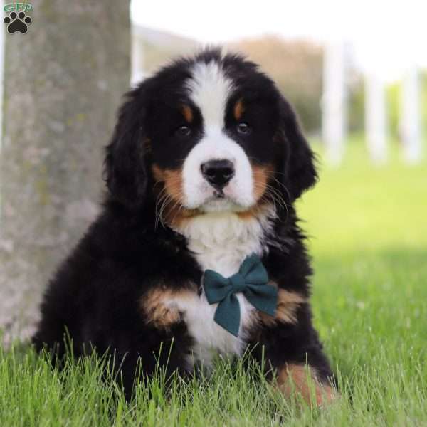 Winston, Bernese Mountain Dog Puppy