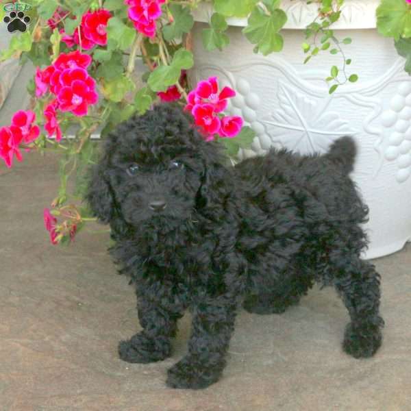 Wren, Miniature Poodle Puppy