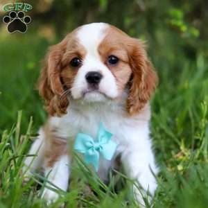Wyatt, Cavalier King Charles Spaniel Puppy