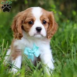 Wyatt, Cavalier King Charles Spaniel Puppy