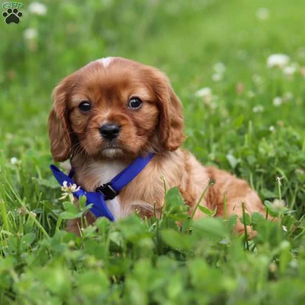 Yoshi, Cavalier King Charles Spaniel Puppy