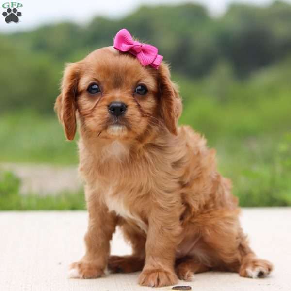 Yuri, Cavalier King Charles Spaniel Puppy