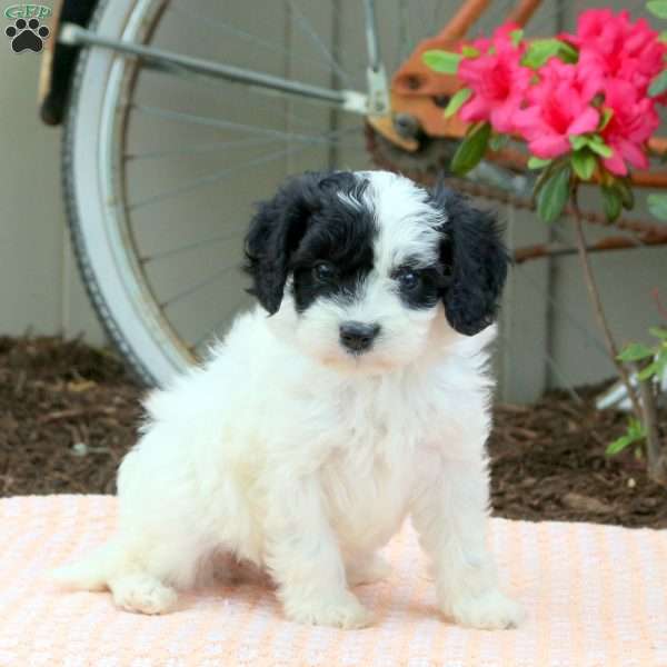 Zach, Cavapoo Puppy