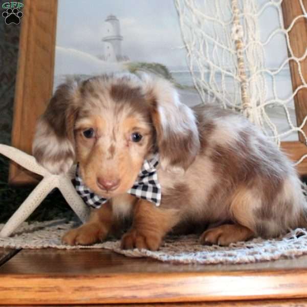 Zachary-Miniature, Dachshund Puppy