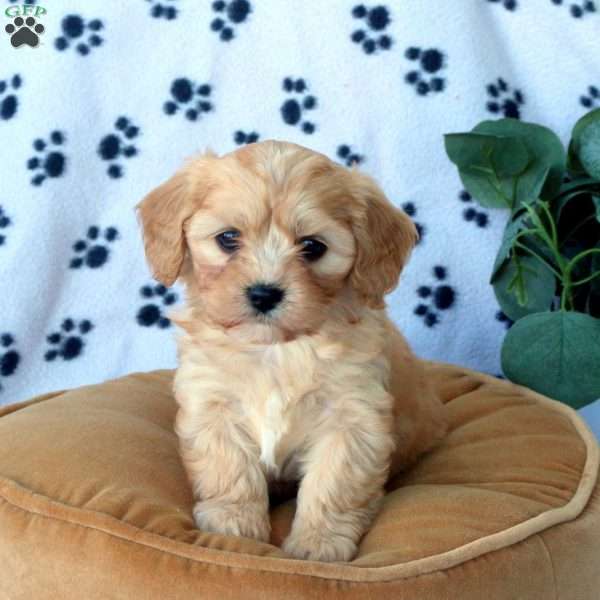 Zahra, Havanese Mix Puppy